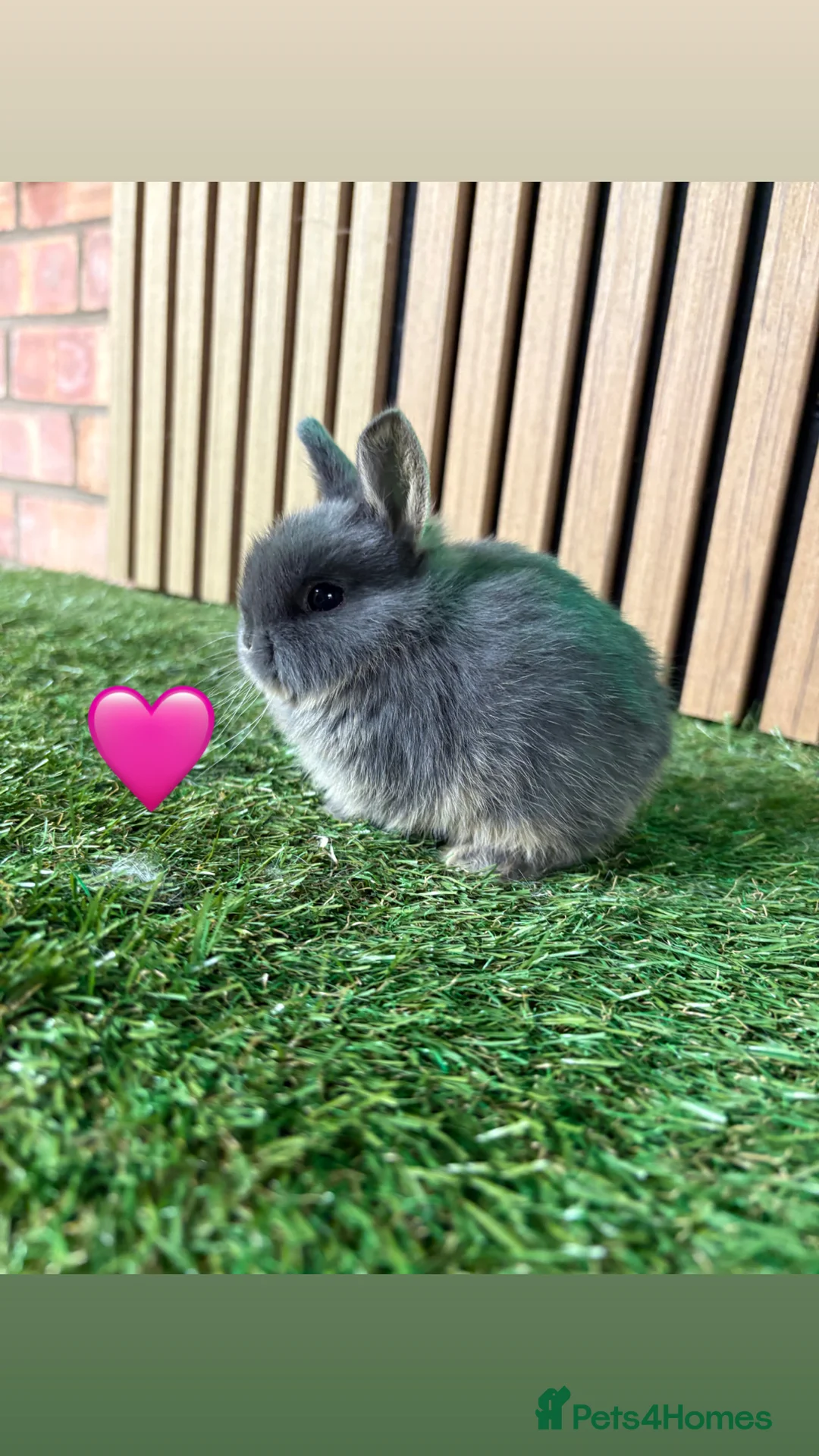 Netherland Dwarf rabbits for sale: Gorgeous Netherland dwarf babies  - Advert 2