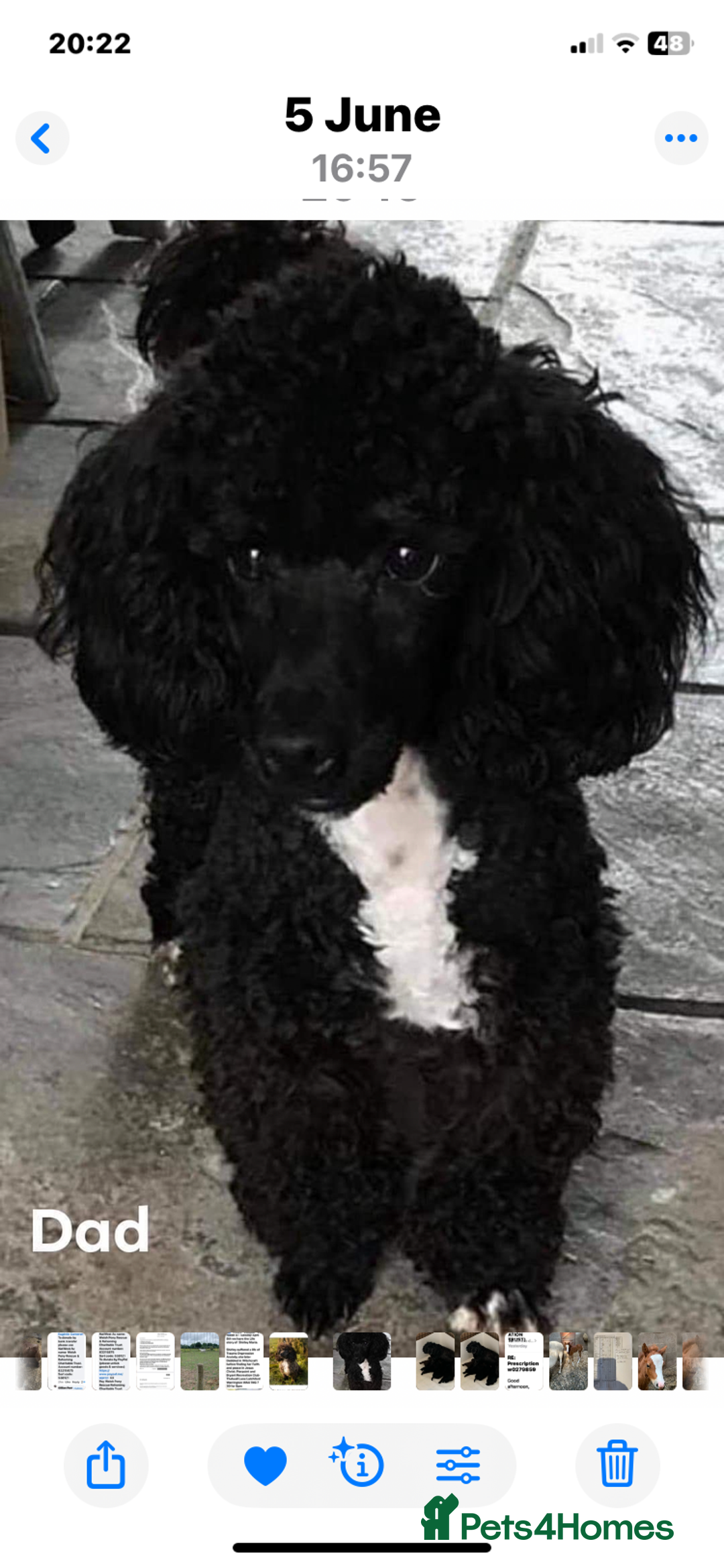 Shihpoo dogs for sale: Health tested shihpoo x toy poodle pups  - Image 12