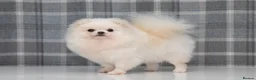 Pomeranian dogs for sale: Handsome boy, as elegant as a white cloud - Advert 5