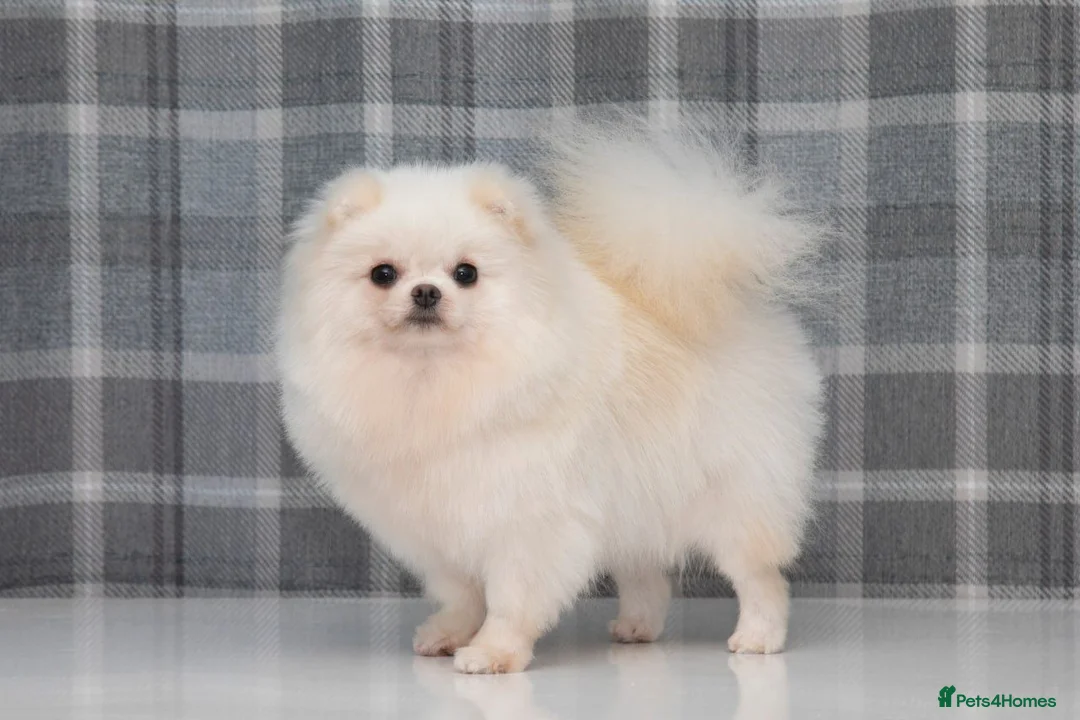 Pomeranian dogs for sale: Handsome boy, as elegant as a white cloud - Advert 5