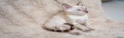 Bengal cats for sale: FRANCO- Snow Bengal Boy- Excellent traits-TICA reg - Advert 9