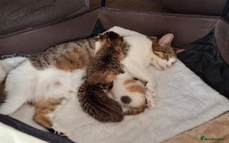 Bengal cats for sale: Kittens for sale  - Image 3