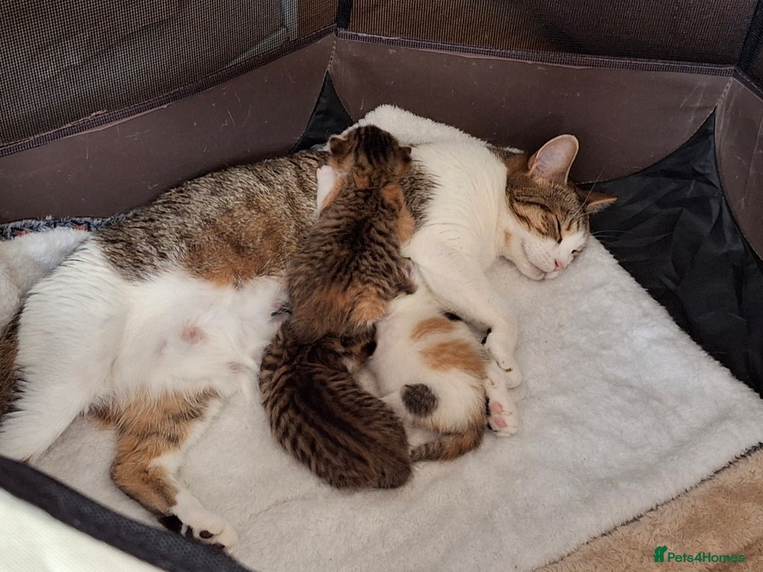 Bengal cats for sale: Kittens for sale  - Image 3