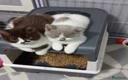 British Shorthair cats for sale: quality kittens gccf registered - Image 7