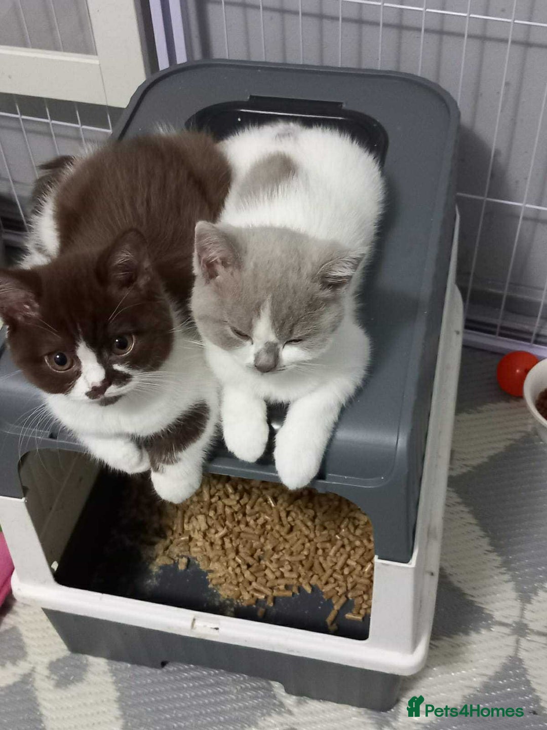 British Shorthair cats for sale: quality kittens gccf registered - Image 7