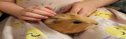 Guinea Pig rodents for sale: Beautiful baby guinea pigs for new homes.  - Advert 3