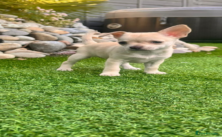 Chihuahua dogs in Ipswich - Advert 2