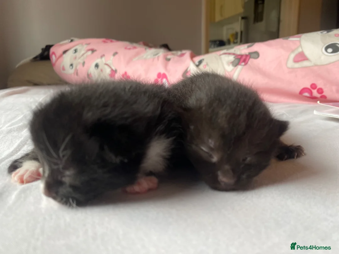 Balinese cats for sale: Balinese boat cross Siamese kittens in Margate - Advert 2