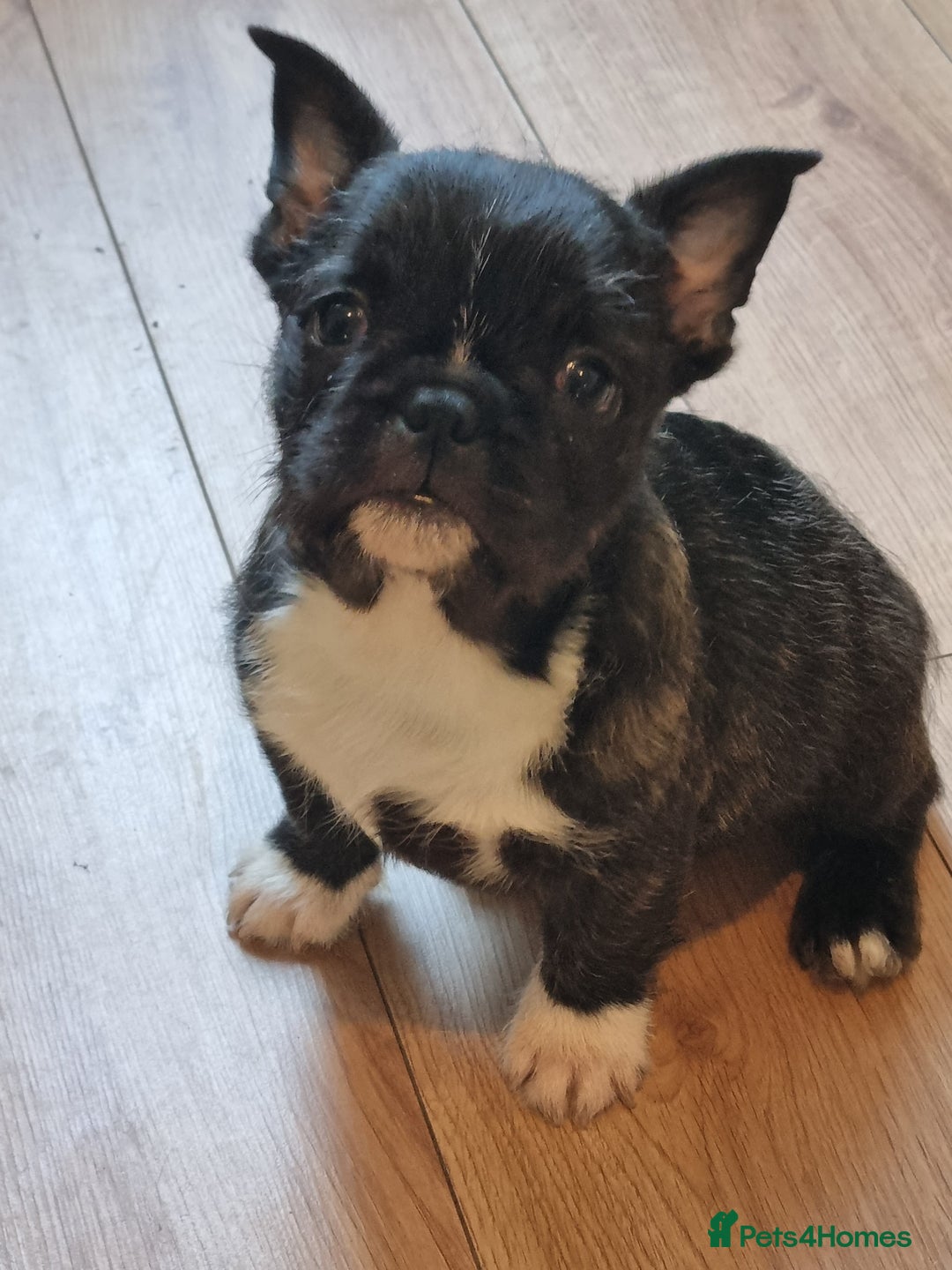 French Bulldog dogs for sale: Fench bulldogs  - Image 3
