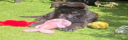 German Shepherd dogs for sale: Beautiful  Gsd Puppies  - Advert 12
