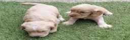 Cocker Spaniel dogs for sale: Working Cocker Spaniel puppies - Advert 3