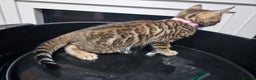 Bengal cats for sale: ✨️Stunning Bengal Babies-Exotic, Playful & Loving - Advert 16