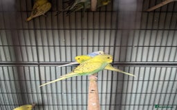 Budgerigars birds for sale: Baby budgies for sale - Advert 5