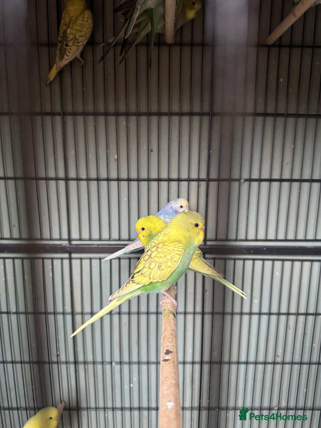 Budgerigars birds for sale: Baby budgies for sale - Advert 5