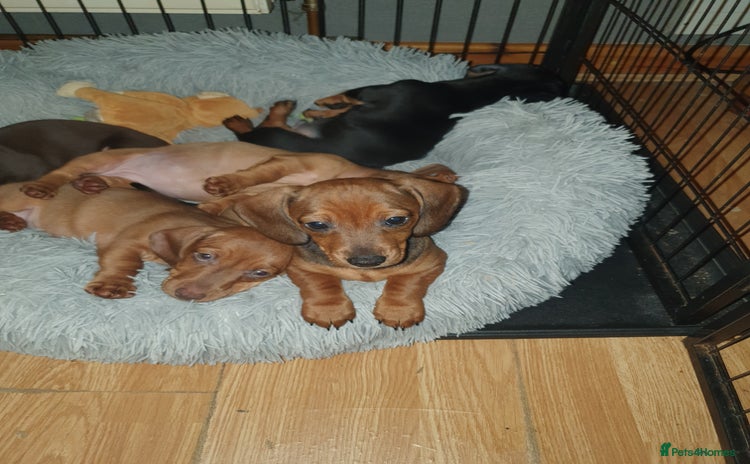 Miniature Dachshund dogs - Advert 10