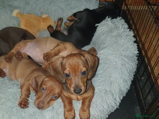 Miniature Dachshund dogs - Advert 20