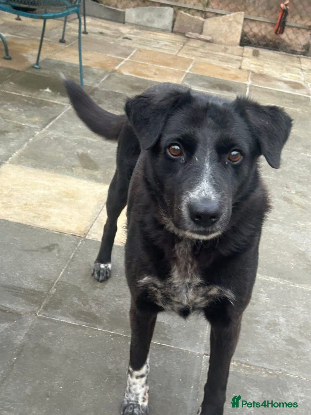 Labrador Retriever dogs for adoption: Pepper - Norwich Norfolk  - Image 4