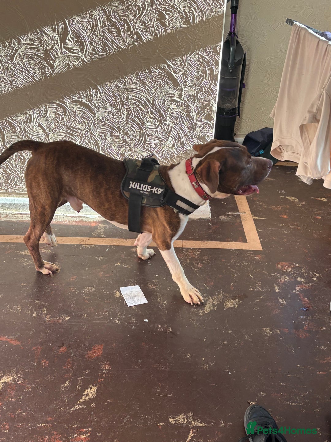 Mixed Breed dogs for sale: Meet drax  - Image 2