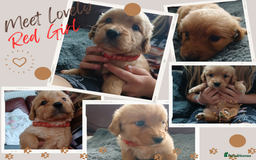 Golden Retriever dogs for sale: 🐾 Golden Retriever Puppies – Ready Soon! 🐾 - Image 12