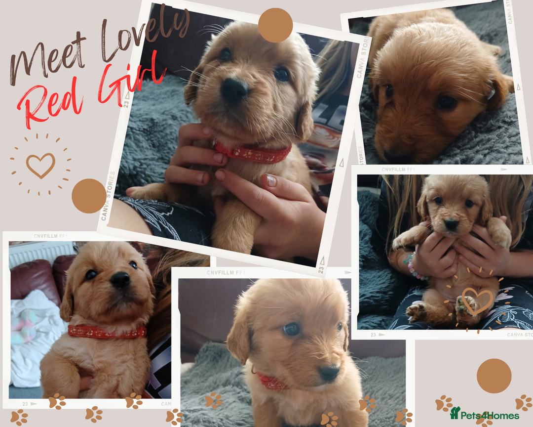 Golden Retriever dogs for sale: 🐾 Golden Retriever Puppies – Ready Soon! 🐾 - Image 12