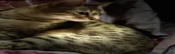 Savannah cats for sale: Stunning Savannah Queen–Looking For Forever Home ❤ - Advert 2
