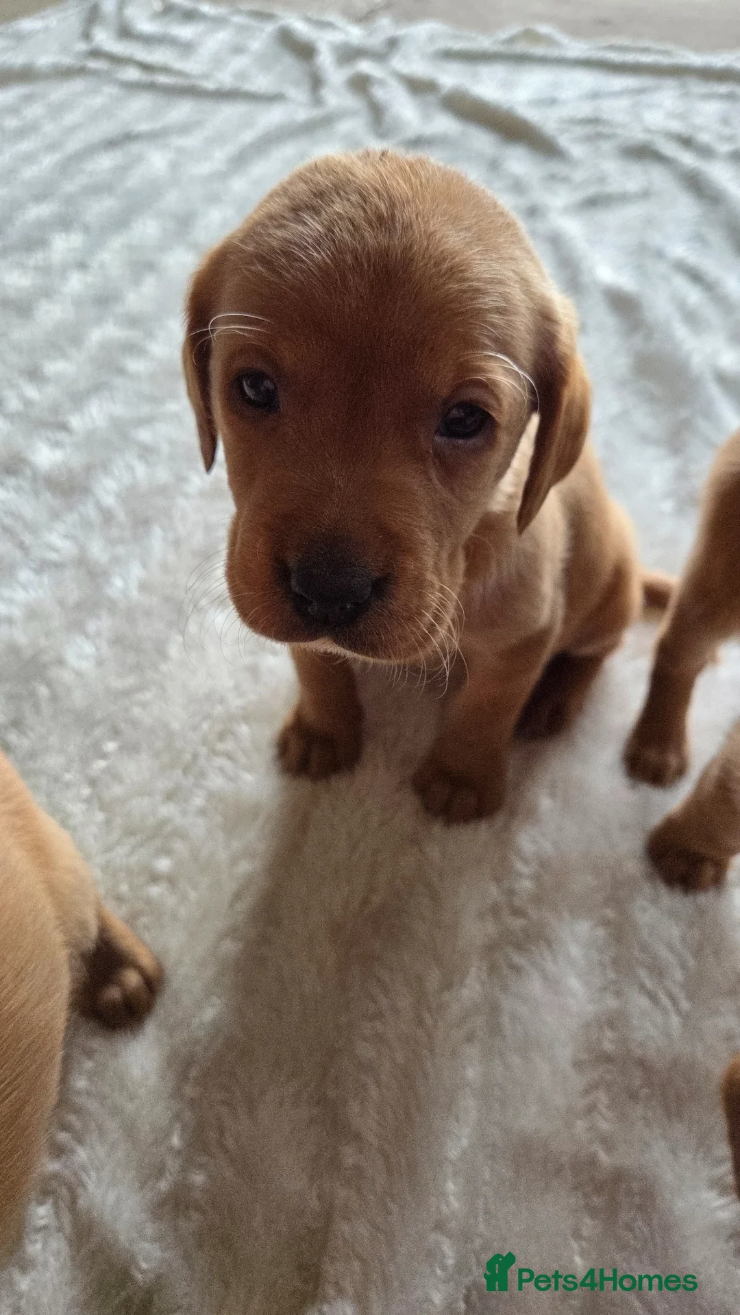 Labrador Retriever dogs for sale: 🐶Beautiful Red KC Labradors pups🐶  - Advert 8