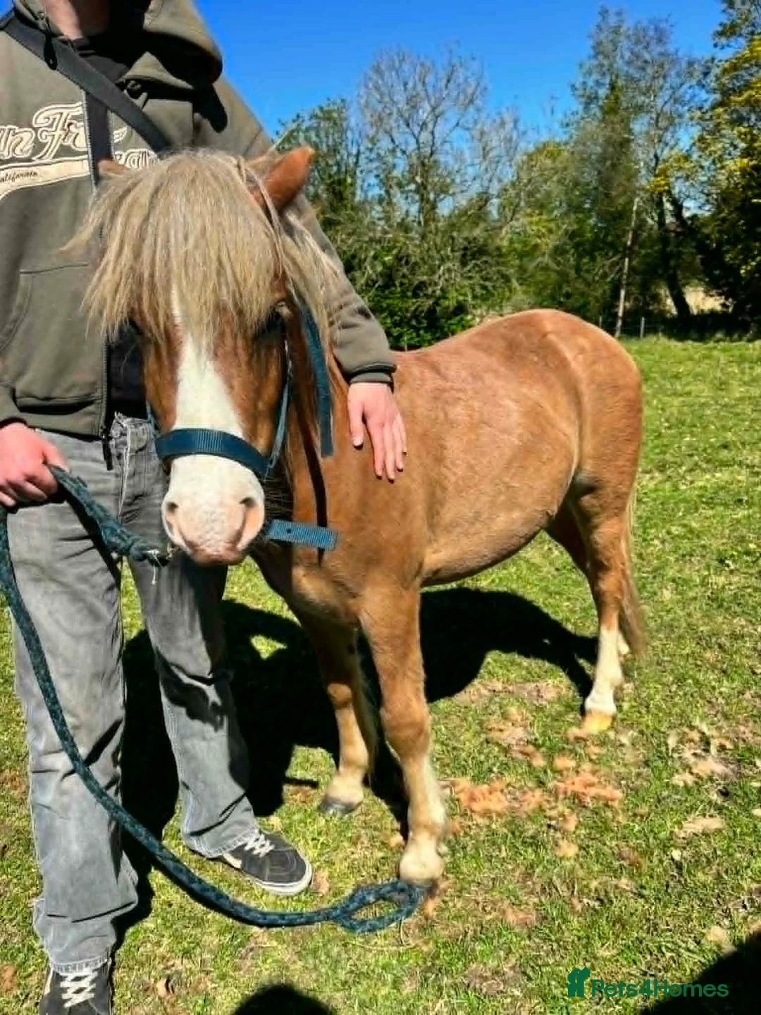 Welsh Section A horses for sale: Young Welsh Gelding to Good Home - Advert 16