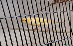 Canaries birds for sale: CANARIES and Budgies  - Image 2