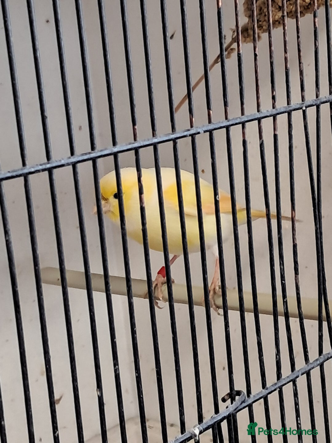 Canaries birds for sale: CANARIES and Budgies  - Image 2