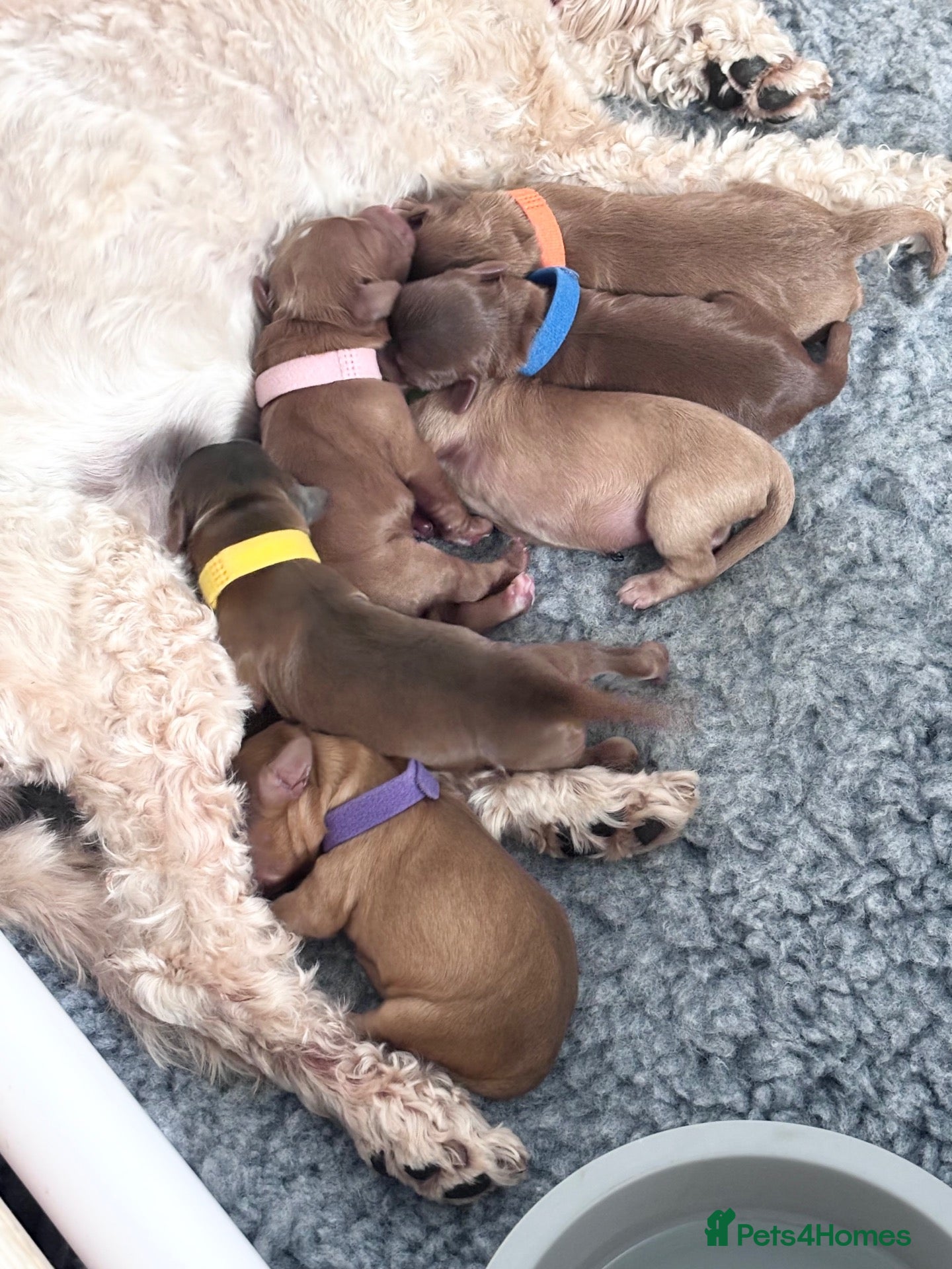 Cockapoo dogs 6 Toy F2 Cockapoo Puppies – Born 13th September 26 - Advert 2