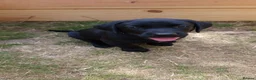 Labrador Retriever dogs for sale: Labrador Puppies in Faversham - Advert 5