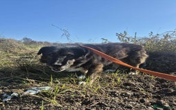 Mixed Breed dogs for adoption: Lawrence - Norwich Norfolk  - Advert 1
