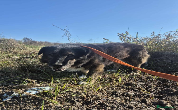 Mixed Breed dogs Lawrence - Norwich Norfolk  - Advert 3