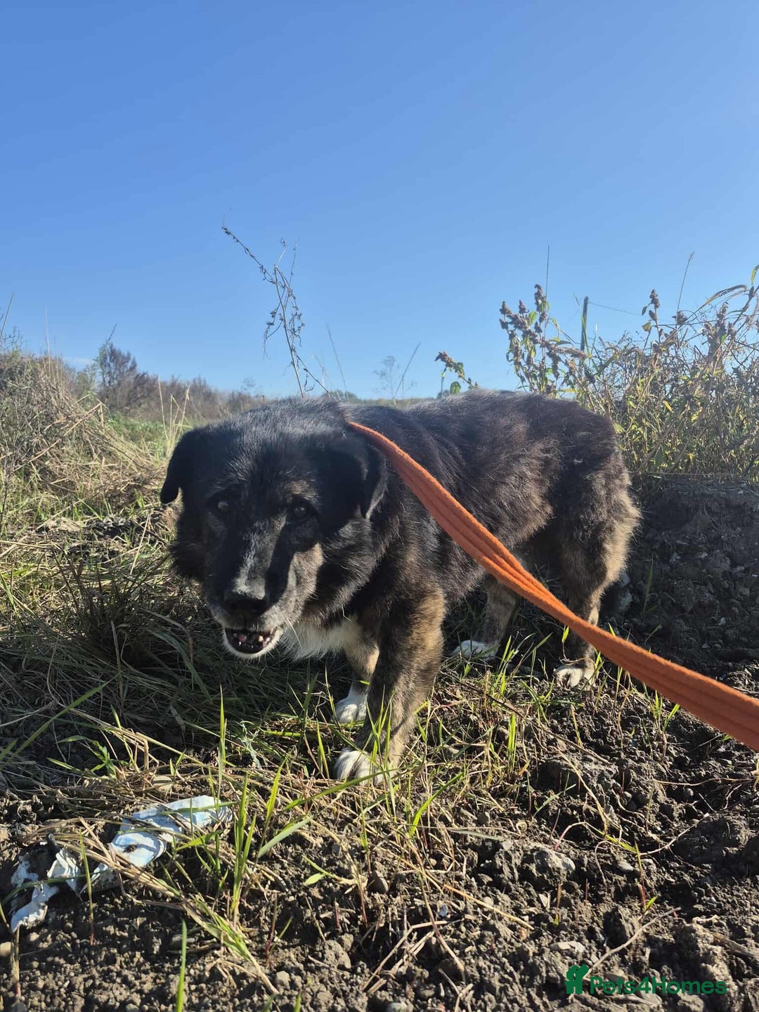 Mixed Breed dogs for adoption: Lawrence - Norwich Norfolk  - Advert 1
