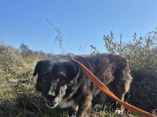 Mixed Breed dogs for adoption: Lawrence - Norwich Norfolk - Advert 1