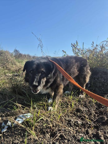 Mixed Breed dogs Lawrence - Norwich Norfolk - Advert 5