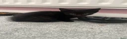 Mixed Breed cats for sale: 5 beautiful kittens forsale - Advert 4