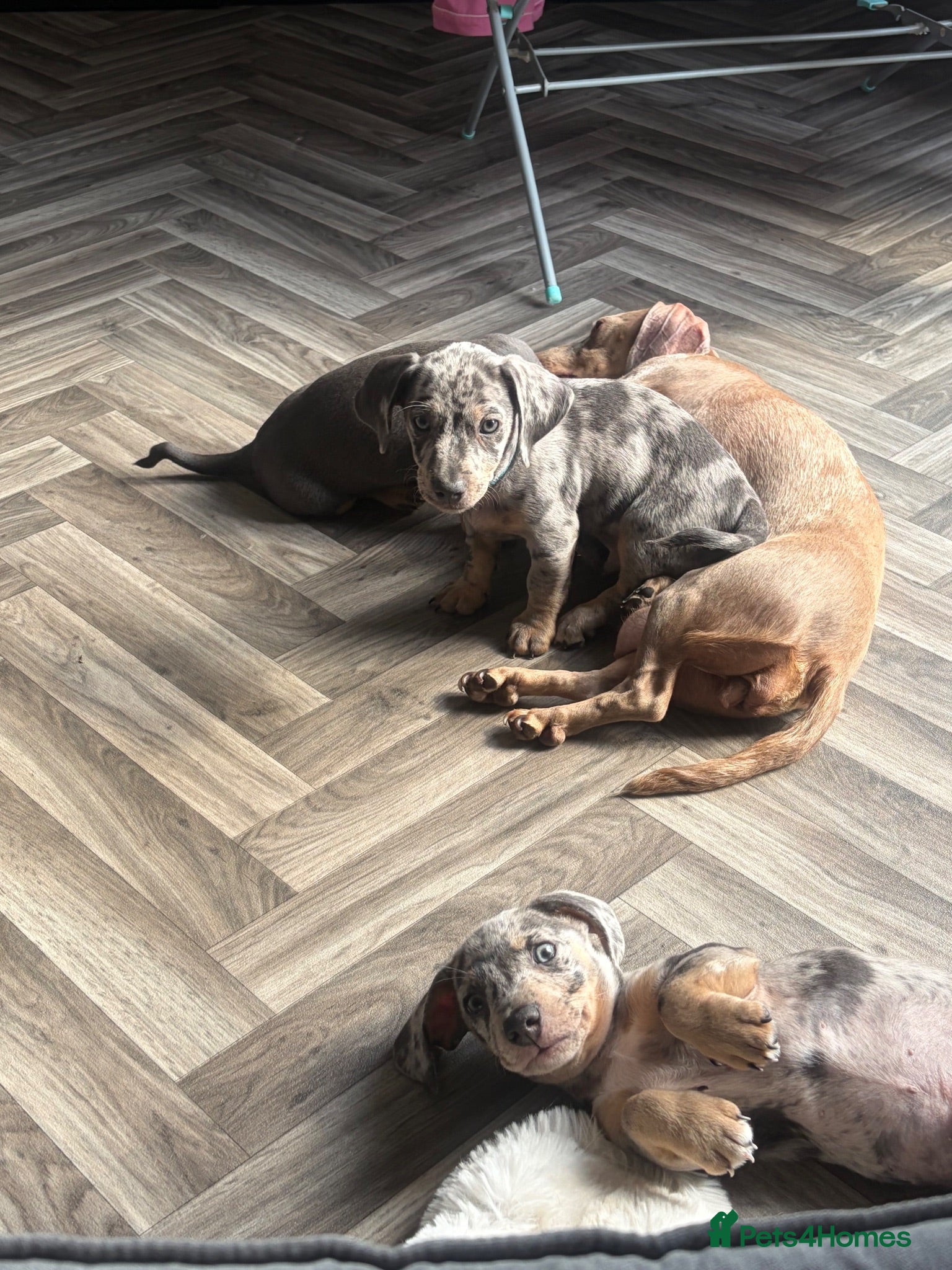 Jackshund dogs Ready for there forever homes  - Advert 2