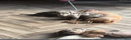 Jackshund dogs for sale: Ready for there forever homes  - Advert 4