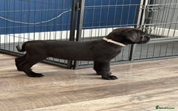 Cane Corso dogs for sale: Cane corso - Image 6