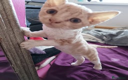 Domestic Shorthair cats for sale: 3 beautiful kittens - Image 12