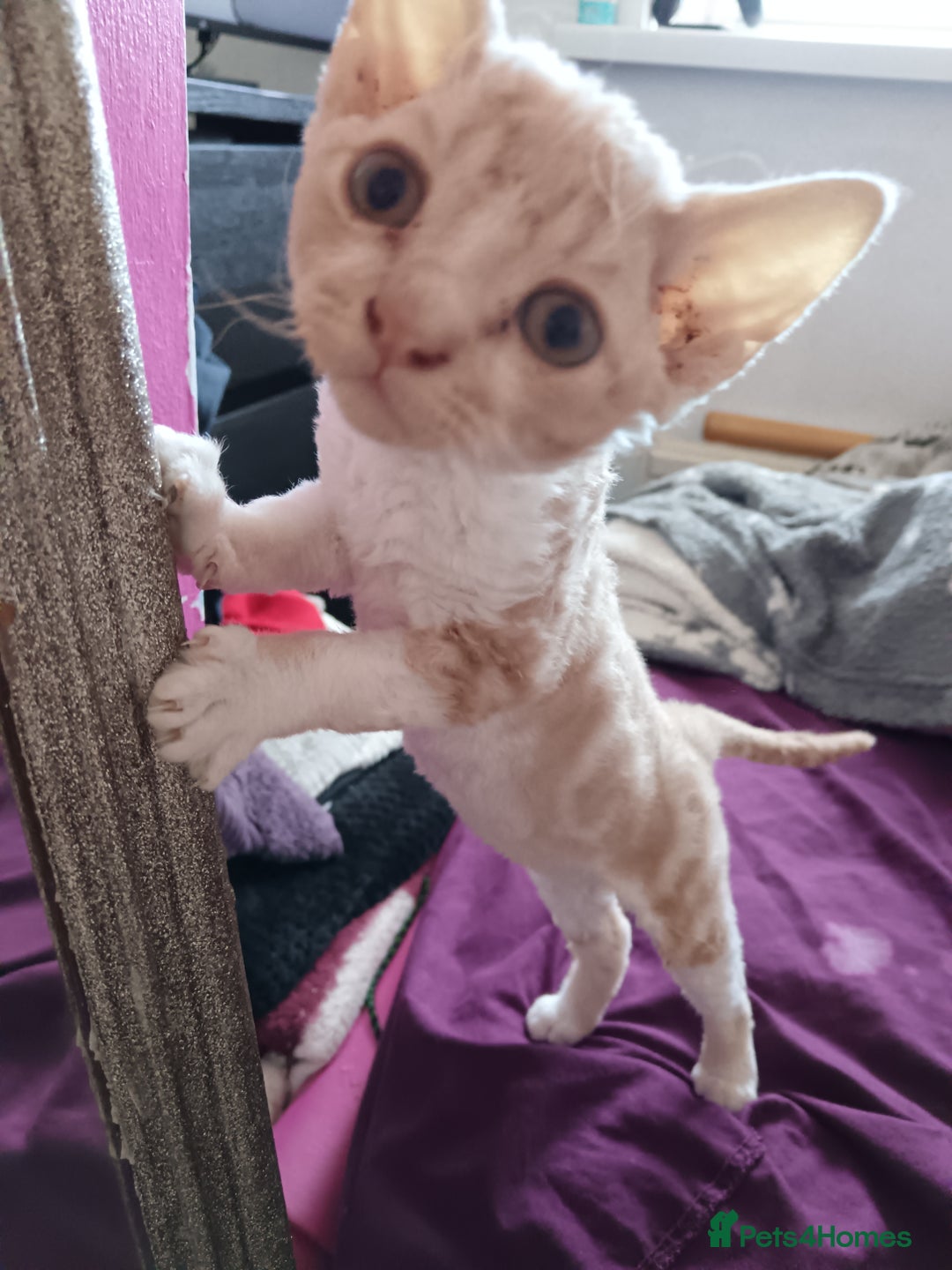 Domestic Shorthair cats for sale: 3 beautiful kittens - Image 12