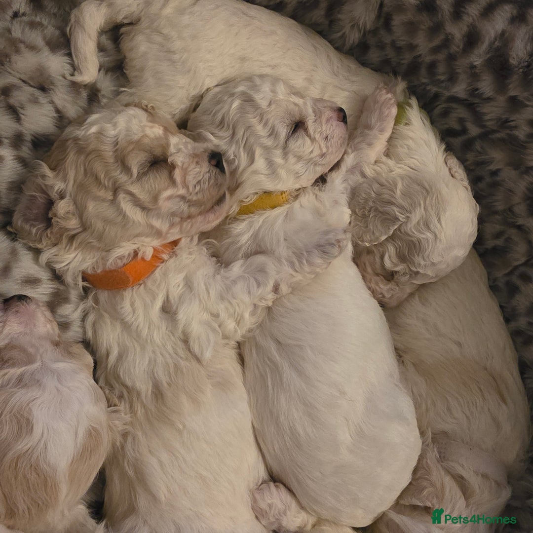 Bichon Frise dogs for sale: Bichon frise  - Advert 1