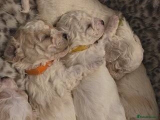 Bichon Frise dogs Bichon frise - Advert 10