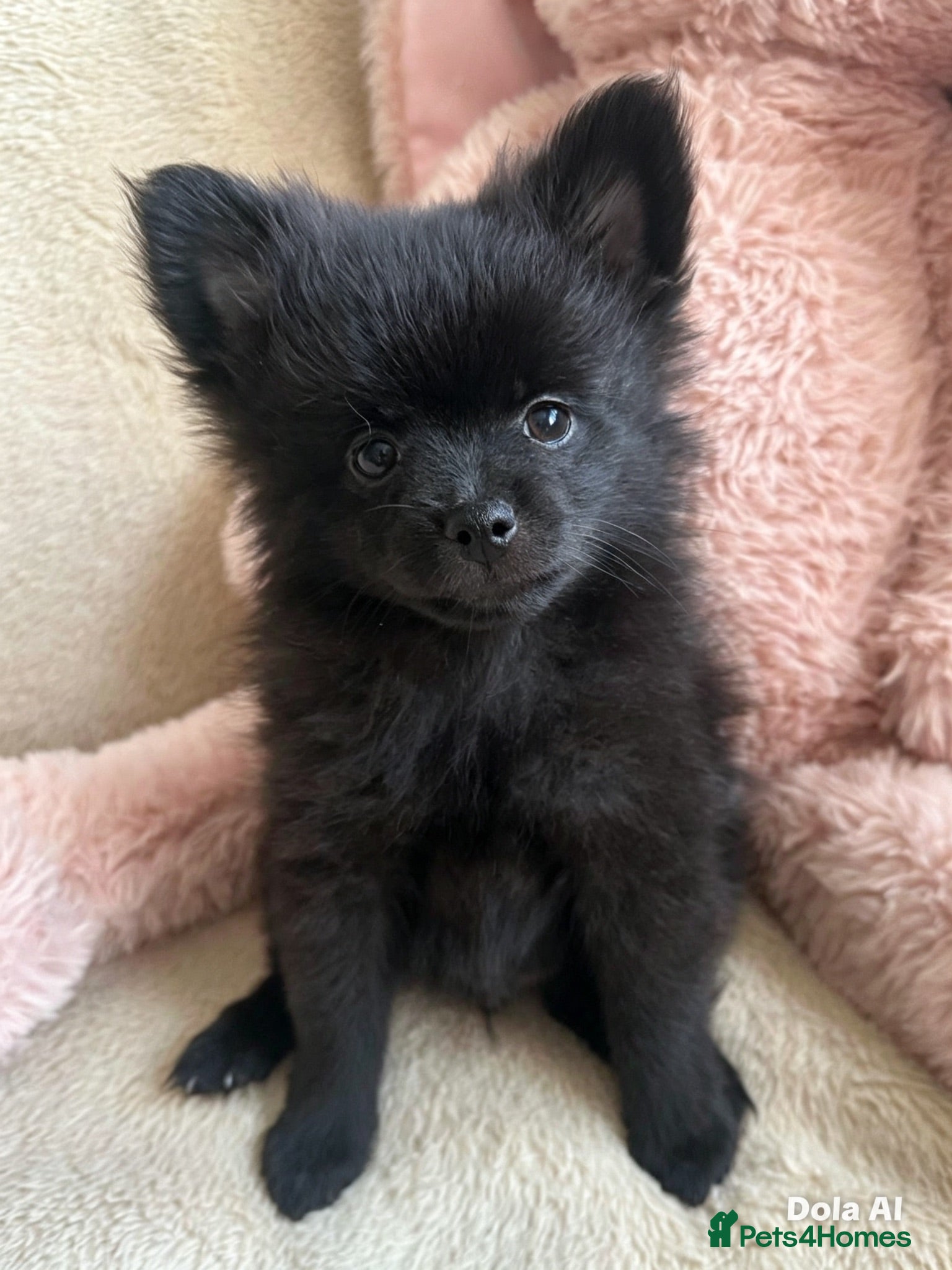 Pomeranian dogs Pomeranian  - Advert 2