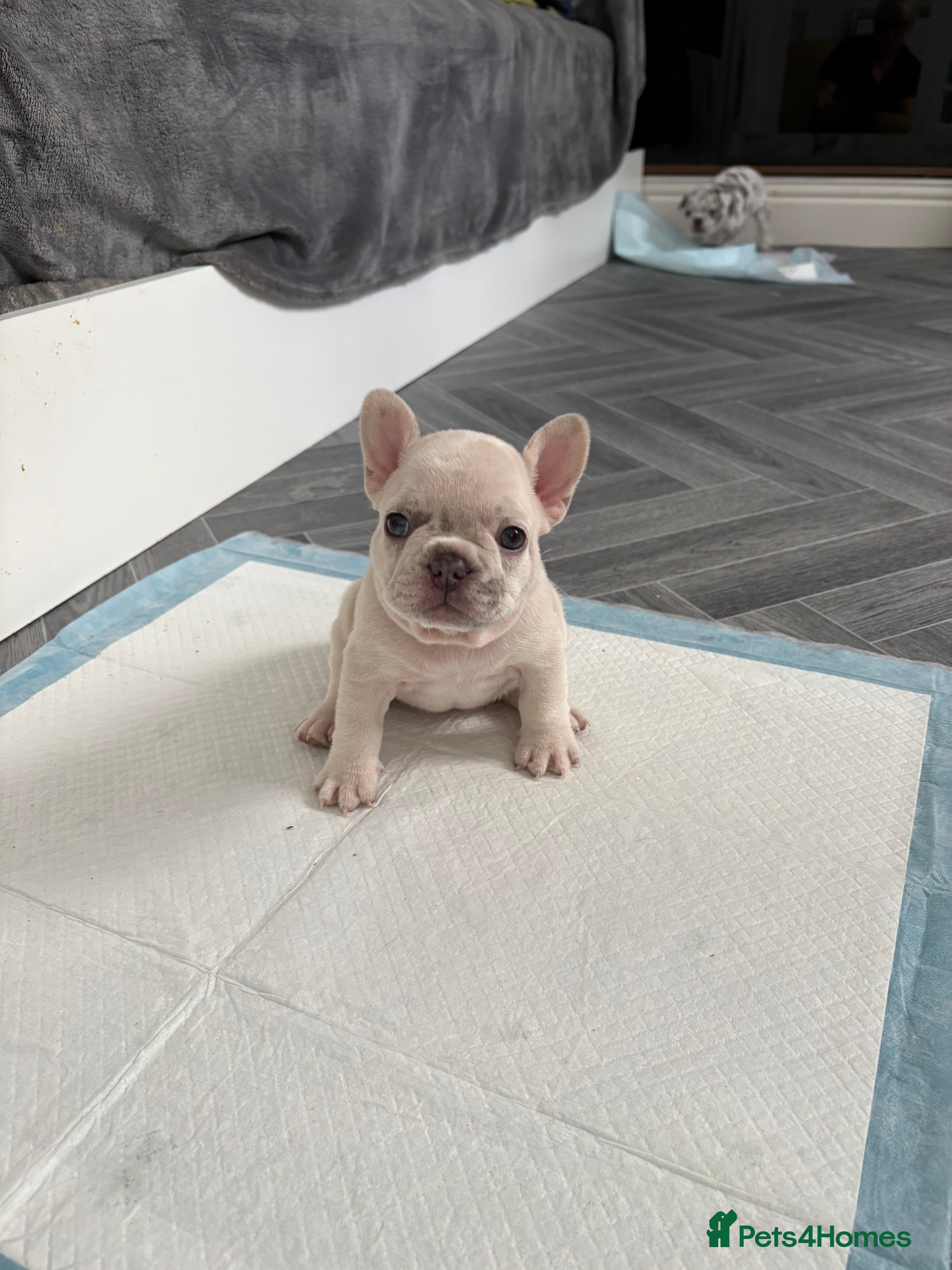 French Bulldog dogs French bulldog  - Advert 2