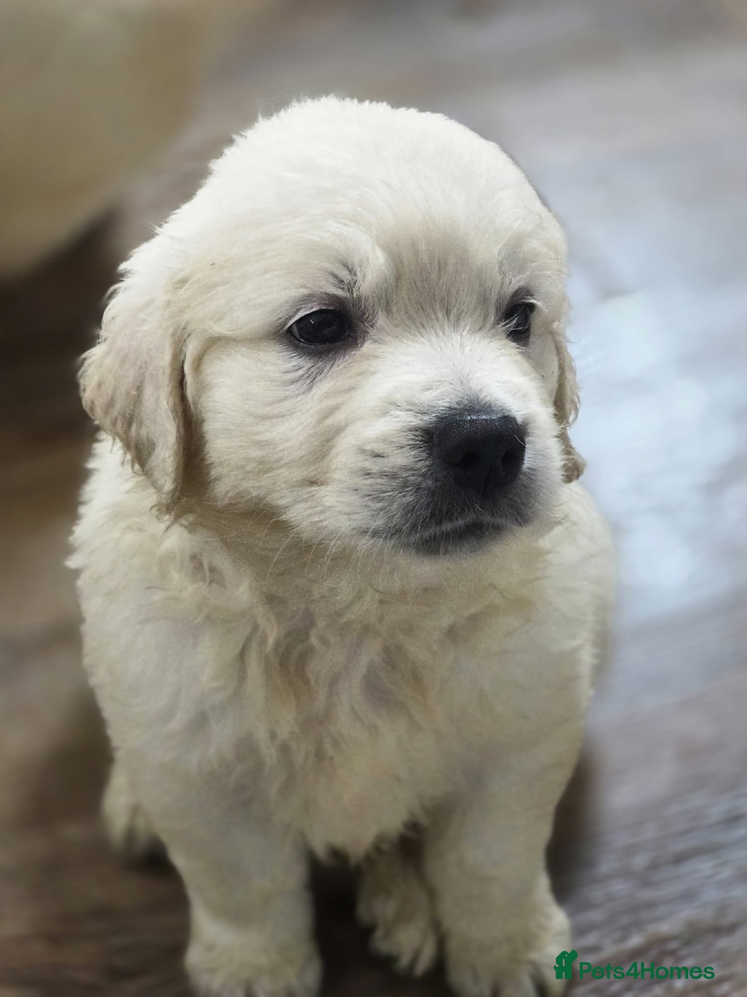 Golden Retriever dogs KC Pedigree DNA Clear Golden Retriever Puppies  - Advert 1