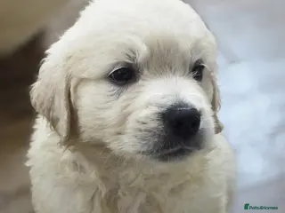 Golden Retriever dogs KC Pedigree DNA Clear Golden Retriever Puppies - Advert 1