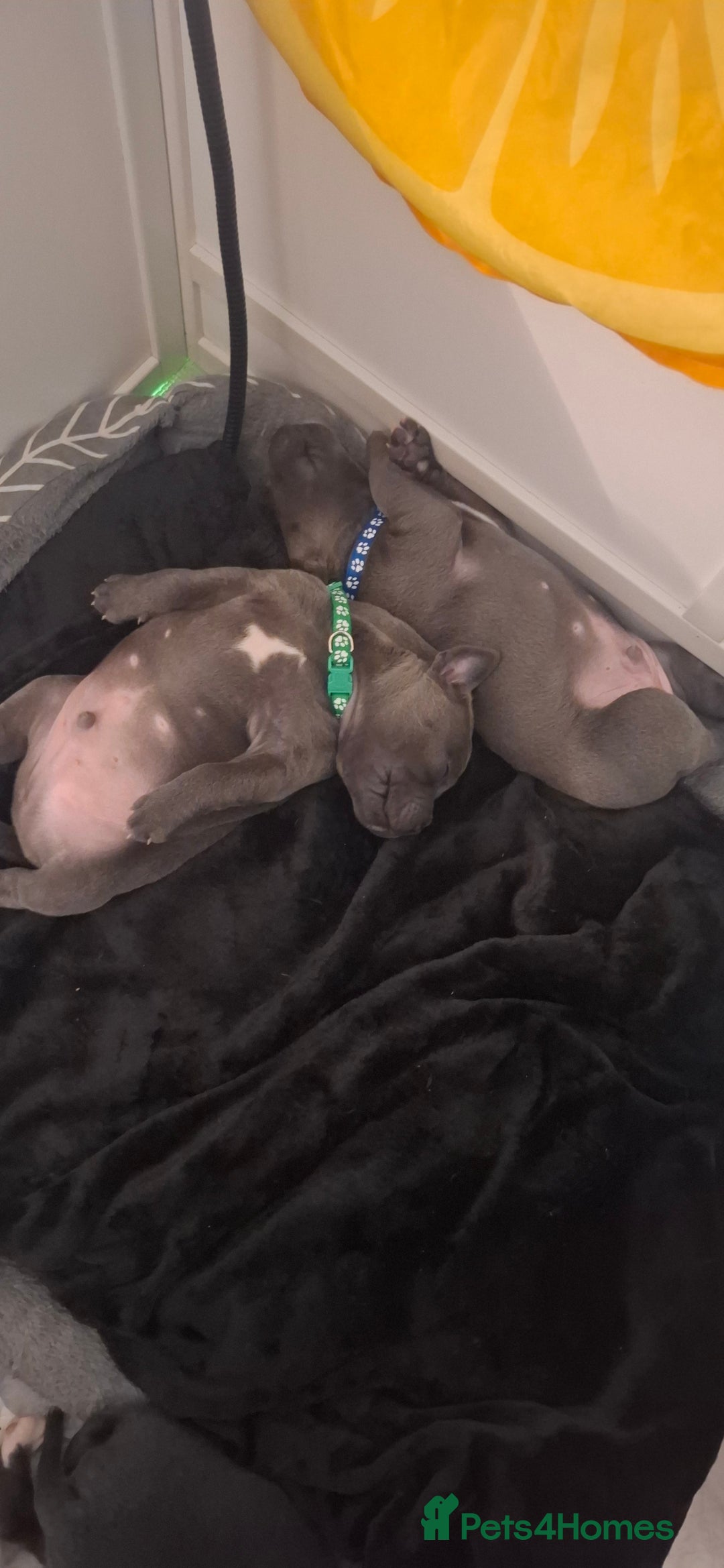 Staffordshire Bull Terrier dogs for sale: Blue Staffordshire bull terrier puppies  - Image 3