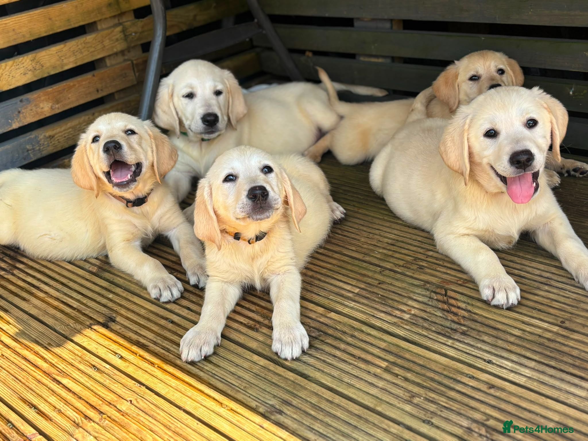 Goldador dogs GOLDADOR PUPPIES READY FOR NEW HOMES - Advert 7
